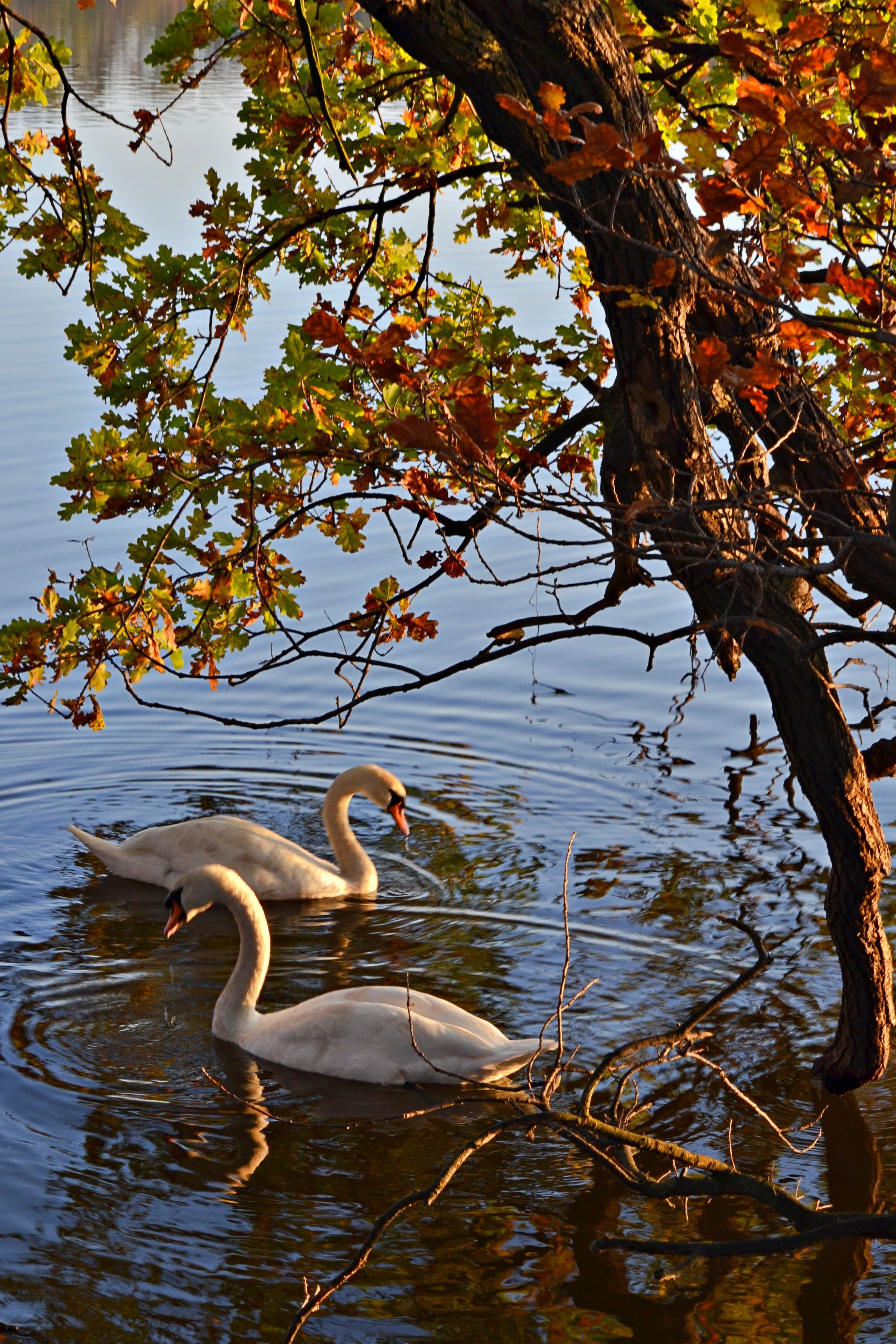 Nature reserve Łężczok